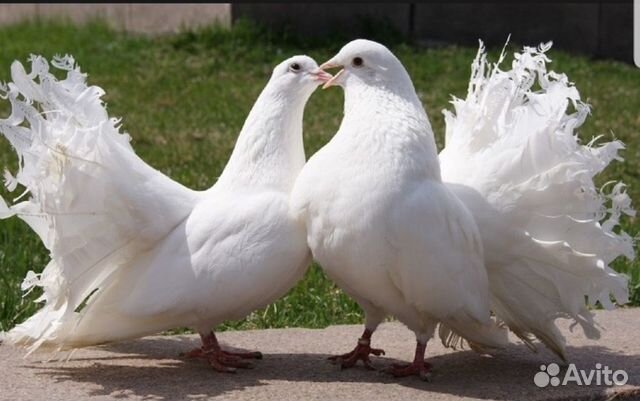 Голуби павлины белые голубки