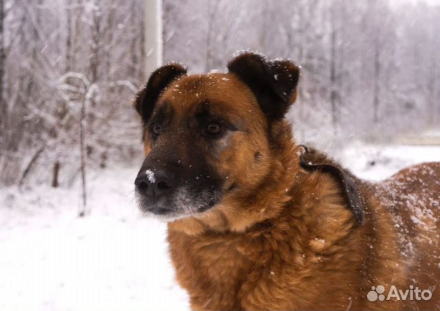 Собака Рекс ищет дом купить на Зозу.ру - фотография № 3