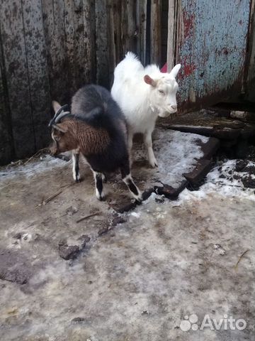 Козёл И коза 7 мес купить на Зозу.ру - фотография № 2
