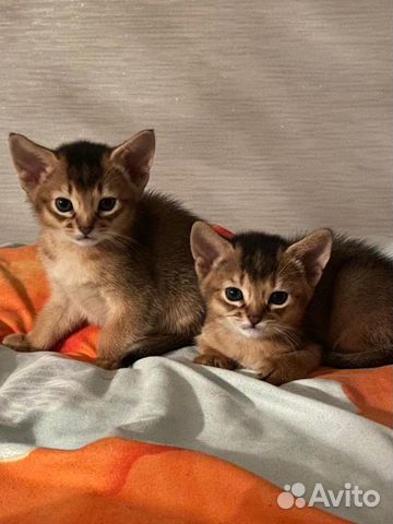Абиссинские котята