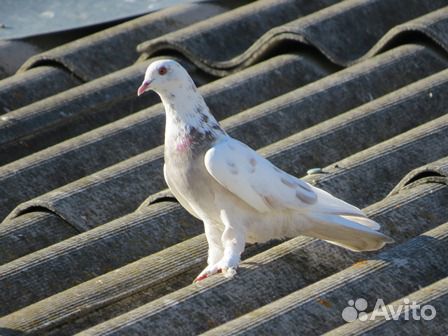 Бакинские голуби,павлины,иранцы купить на Зозу.ру - фотография № 5