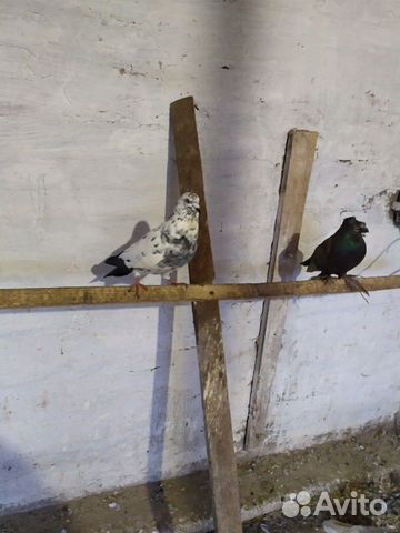 Продам узбекских и бакинских голубей купить на Зозу.ру - фотография № 7