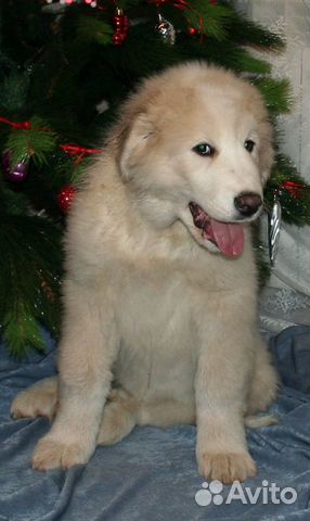 Большая перинейская горная собака - щенки купить на Зозу.ру - фотография № 4