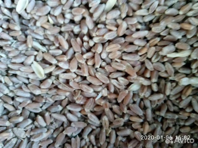 Пшеница купить на Зозу.ру - фотография № 3