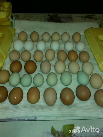 Инкубационное яйцо (микс) купить на Зозу.ру - фотография № 1