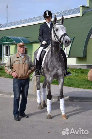 Лошадь для спорта и разведения купить на Зозу.ру - фотография № 2