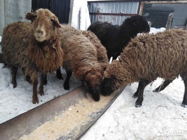 Баран и три овцы купить на Зозу.ру - фотография № 2