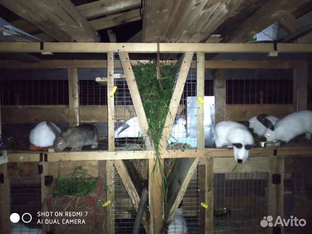 Кролики порода " Калифорниец" купить на Зозу.ру - фотография № 7