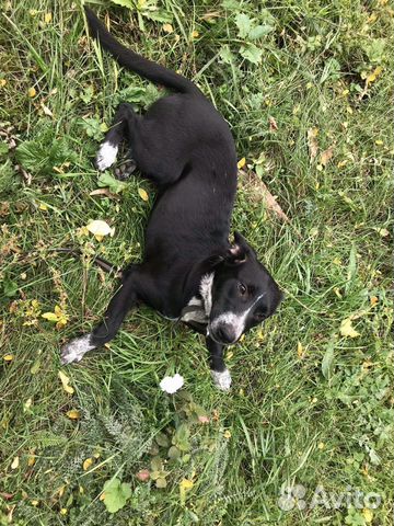 Dog