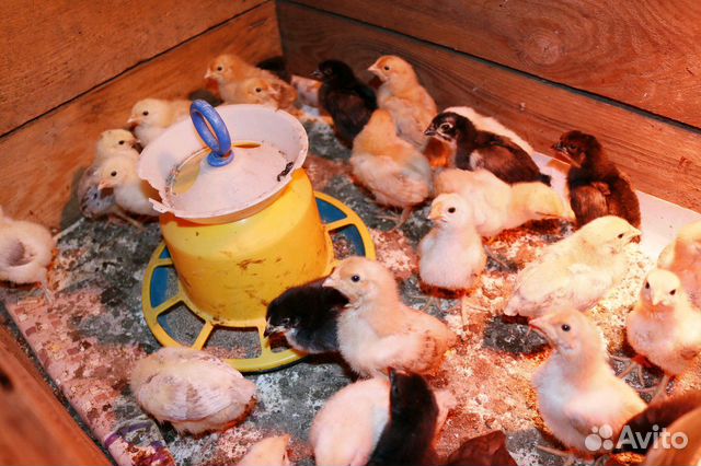 Цыплята домашние цветные купить на Зозу.ру - фотография № 1