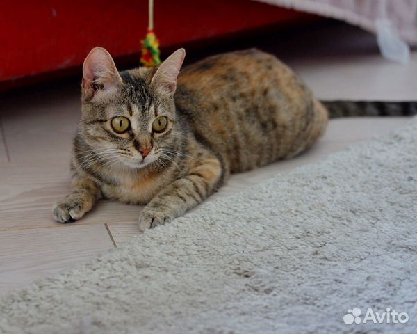 Кошка Шакира Кошка Шакира