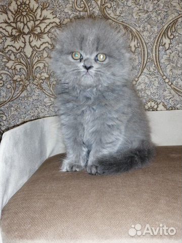 Котёночек купить на Зозу.ру - фотография № 2