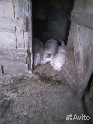 Свиньи купить на Зозу.ру - фотография № 1
