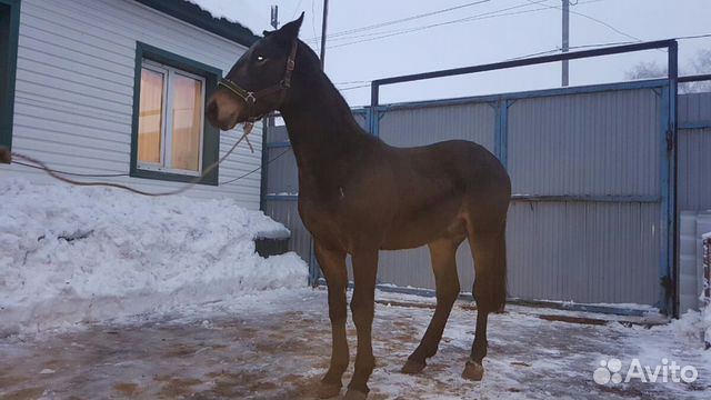 Продаются лошади купить на Зозу.ру - фотография № 2