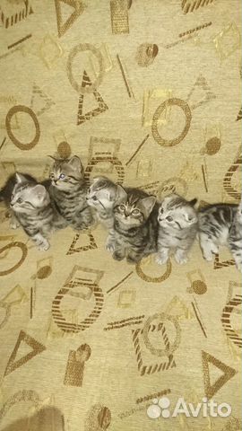 Шотландские котята купить на Зозу.ру - фотография № 1