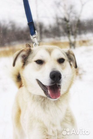 Отдам в хорошие руки, нежная Девочка Флёр