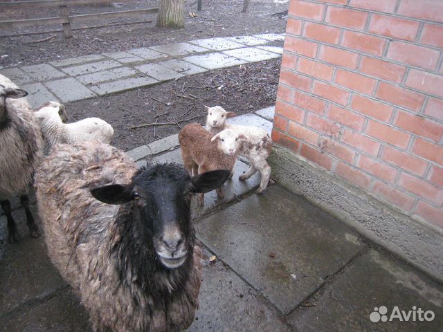 Овцы с ягнятами романовской породы купить на Зозу.ру - фотография № 3