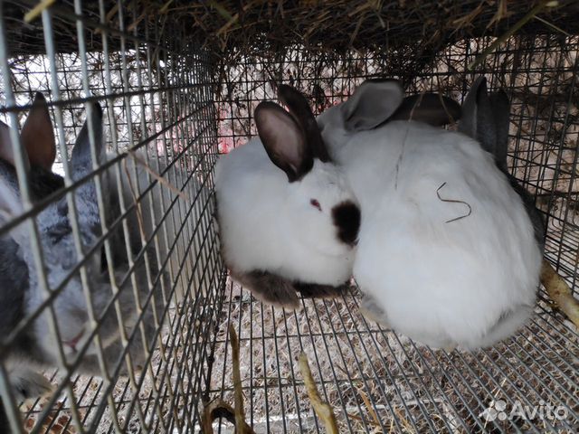 Кролики помесные купить на Зозу.ру - фотография № 2