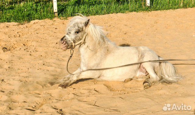 Миниатюрная лошадь/miniature Horse купить на Зозу.ру - фотография № 2