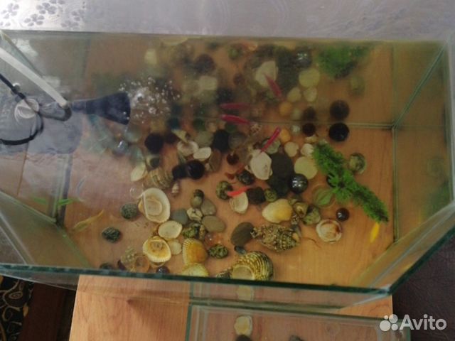 Аквариум, рыбы(гуппи, тернеции и данио) купить на Зозу.ру - фотография № 2