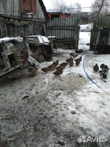 Утки кряковые купить на Зозу.ру - фотография № 2