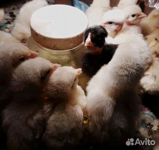 Цыплята голошейки купить на Зозу.ру - фотография № 8