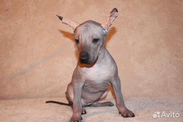 Ксолоинкуинтли, мексиканская голая собака купить на Зозу.ру - фотография № 1