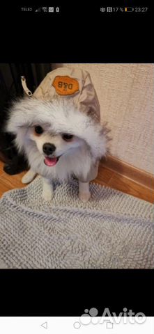 Комбинезон для маленькой собачки(зимний) Комбинезон для маленькой собачки(зимний)