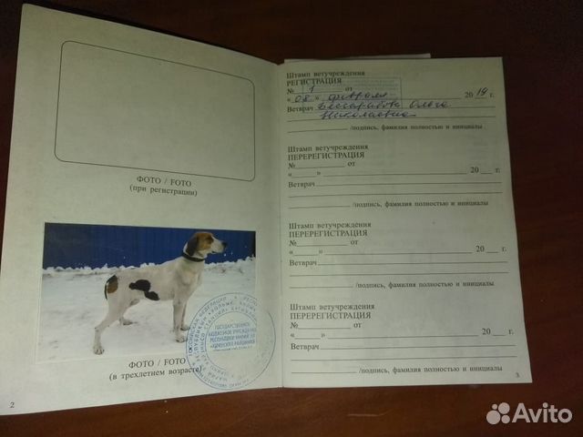 Собака русская пегая гончая купить на Зозу.ру - фотография № 3