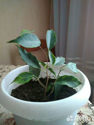 Бенджамина