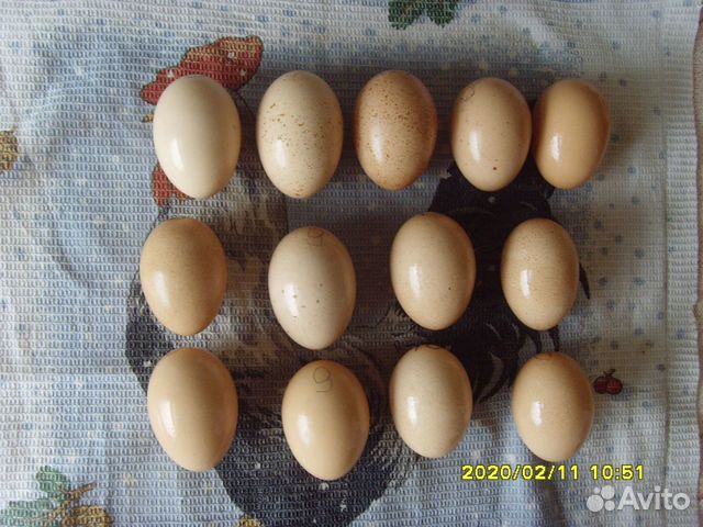 Инкубационное яйцо Билефельдер купить на Зозу.ру - фотография № 2
