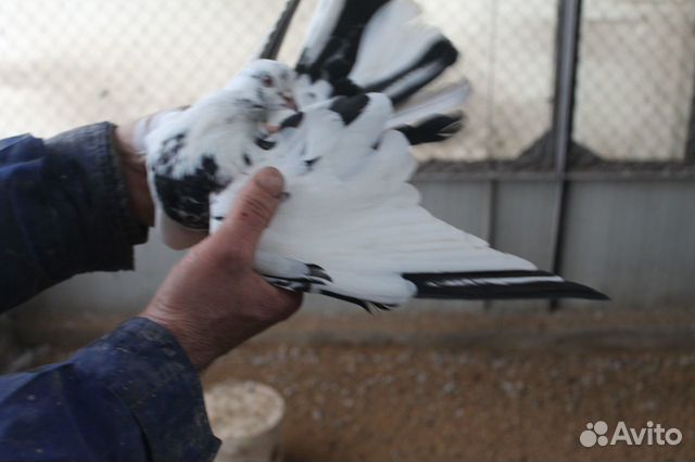 Николаевские голуби купить на Зозу.ру - фотография № 3