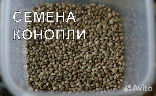 Семена конопли 