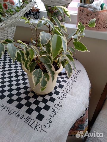 Фикус Фикус