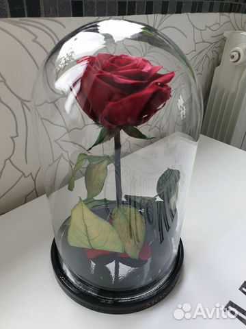 Роза в колбе Роза в колбе
