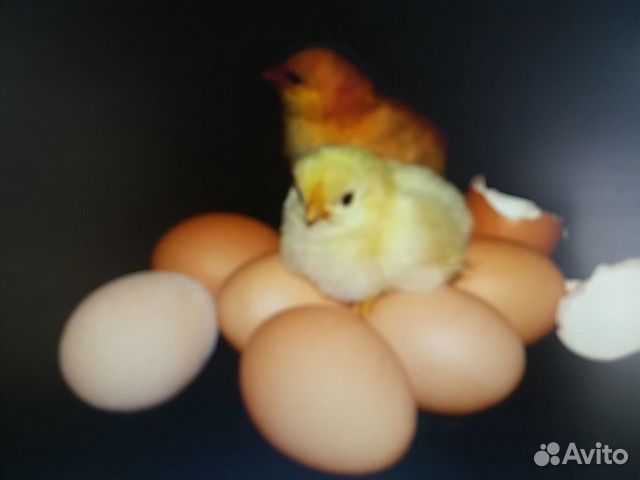 Инкубационное яйцо кур купить на Зозу.ру - фотография № 2