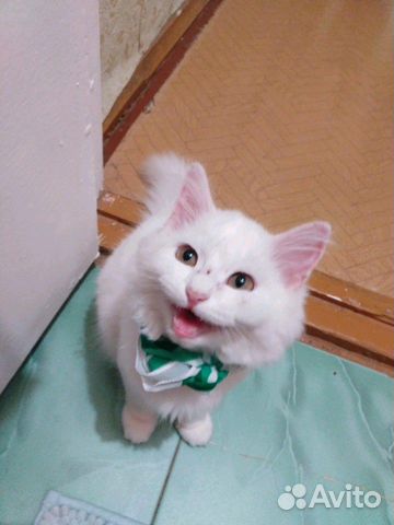Белый кот купить на Зозу.ру - фотография № 1