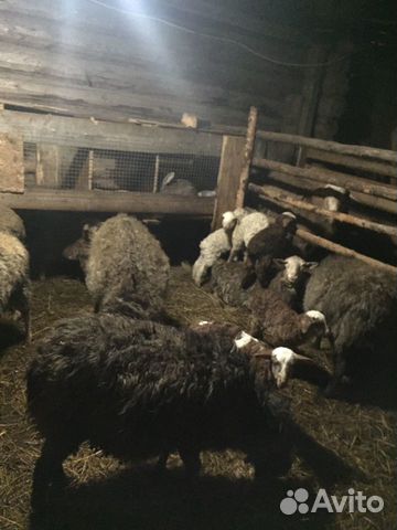 Овцы,ягнята,баран купить на Зозу.ру - фотография № 2