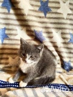 Очаровательные котята купить на Зозу.ру - фотография № 5