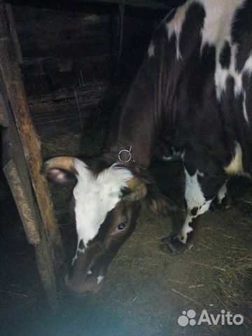 Корова айширской породы и бык купить на Зозу.ру - фотография № 4