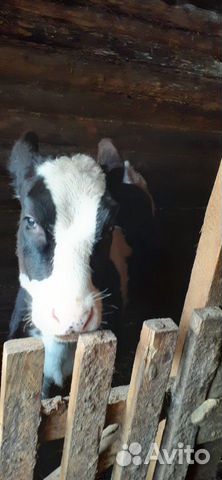Продается корова и теленок по отдельности купить на Зозу.ру - фотография № 2
