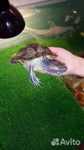 Красноухая черепаха. Самец купить на Зозу.ру - фотография № 2