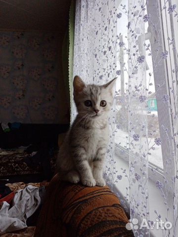 Продам котят шотланской породы возрос два с полови купить на Зозу.ру - фотография № 3