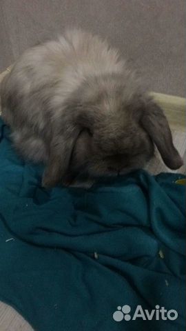 Кролик вислоухий Кролик вислоухий