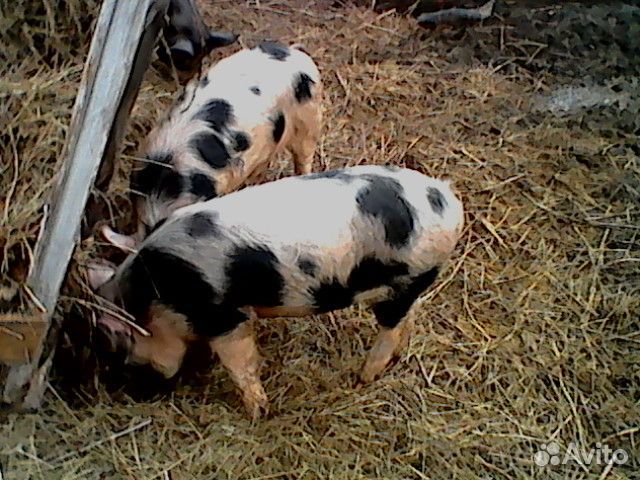 1 Хряк и 2 свиньи купить на Зозу.ру - фотография № 1