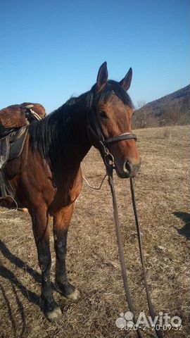 Лошадь 3года купить на Зозу.ру - фотография № 1