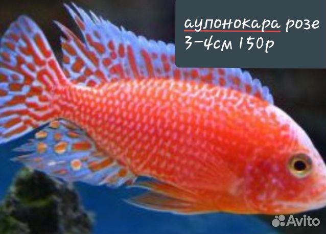Аквариумные рыбки купить на Зозу.ру - фотография № 4