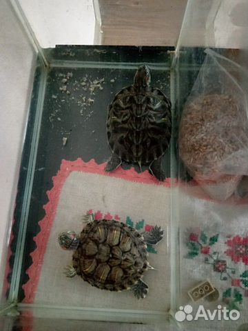 Черепахи купить на Зозу.ру - фотография № 3