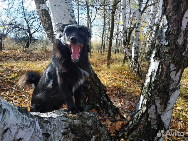 Пропала собака купить на Зозу.ру - фотография № 8