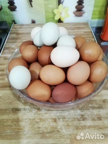 Инкубационное куриной яйцо купить на Зозу.ру - фотография № 1